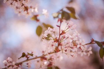 ветка сакуры 