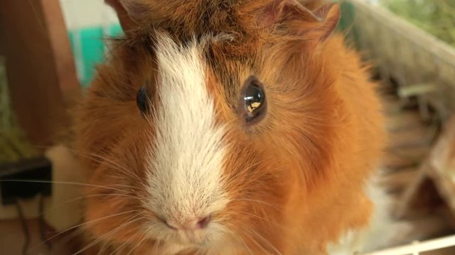 Close up shot of Abyssinian guinea pig eating hay, 4K