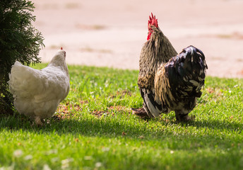 Hen and rooster in the garden