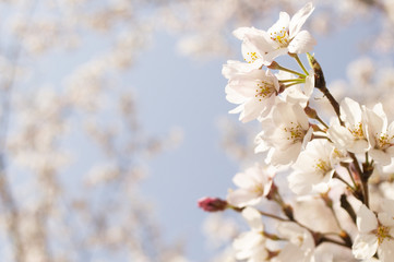 桜と空