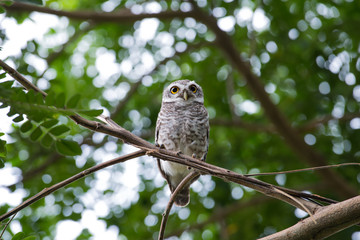 spotted owl in Thailand