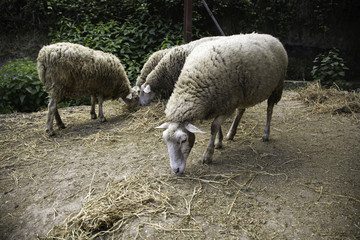 Fototapeta premium Sheep in farm