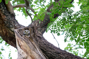 spotted owl in Thailand