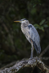 Great Blue Heron - Ardea herodias, large blue gray heron from New World fresh waters, Costa Rica.
