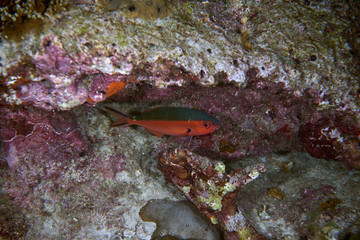 Fish on underwater coral reef