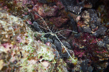 Lobster on underwater coral reef