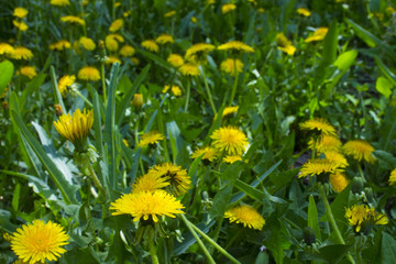Dandelions on the field