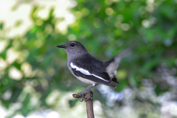 Oriental magpie robin