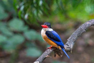 Black-Capped Kingfisher has a purple-blue wings and back, black head and shoulders, white neck collar and throat, and rufous underparts.