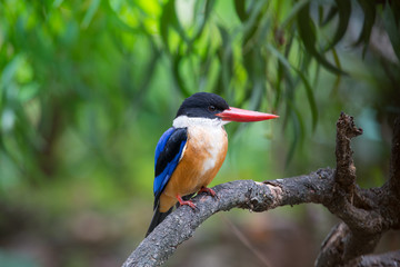 Black-Capped Kingfisher has a purple-blue wings and back, black head and shoulders, white neck collar and throat, and rufous underparts.