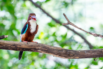 White-throated Kingfisher s a bright blue back, wings and tail. Its head, shoulders, flanks and lower belly are chestnut, and the throat and breast are white.