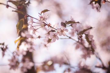 цветущая ветка вишни, сакура