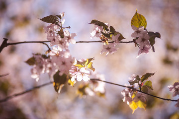 цветущая ветка вишни, сакура