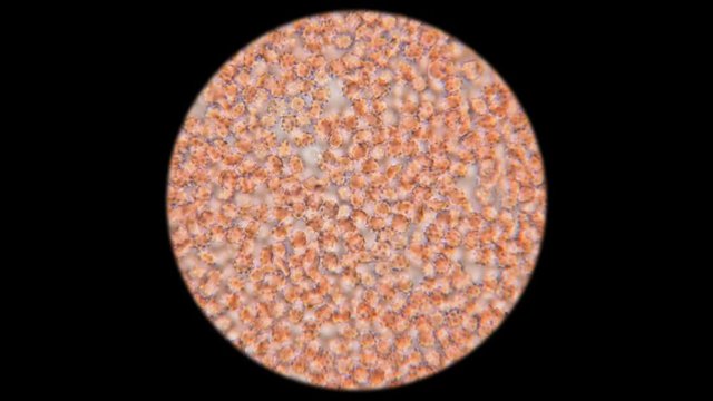 blood of a dog under a microscope