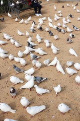 Fototapeta na wymiar City pigeons in Spain