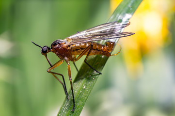 golden fly on meadow in summer season