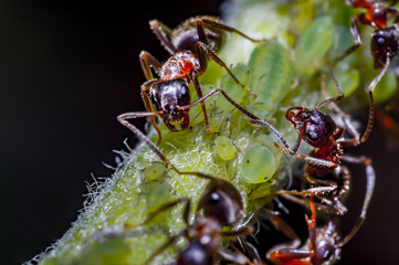 ants and aphids on apple tree in summer garden