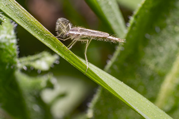 rare insect in the nature summer season