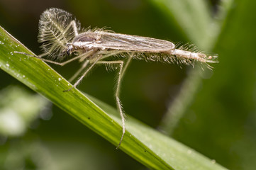 rare insect in the nature summer season