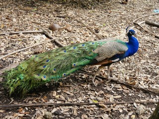 Obraz premium Side view shot of a peacock walking around on a farm