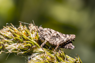 brown Nature grasshopper in summer season