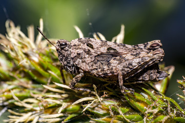 brown Nature grasshopper in summer season