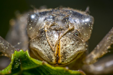 dragonflies cocoon on green grass in summer nature