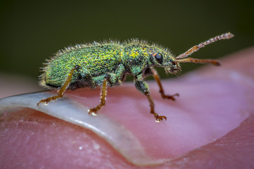 green beetle on my finger in summer nature
