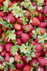 lots of ripe strawberries