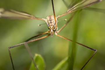 crane fly on the summer meadow