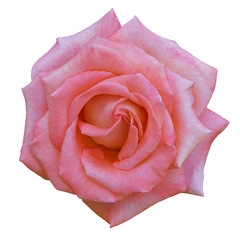 Beautiful pink rose isolated