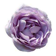 Gorgeous purple rose isolated