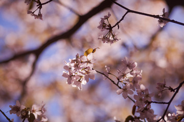 цветущая ветка вишни, сакура