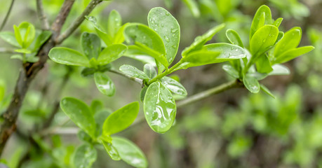 Wet leaves of ligustrum plant