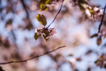 цветущая ветка вишни, сакура
