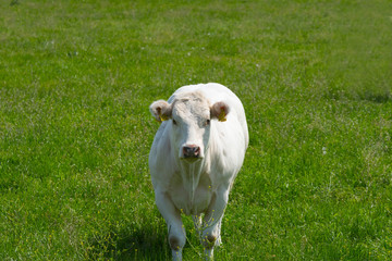 Eine Kuh auf einer grünen Wiese