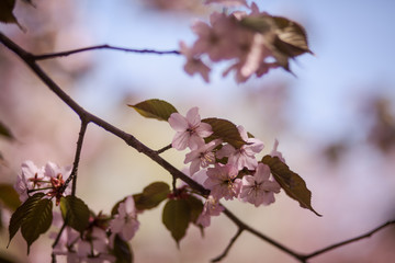 цветущая ветка вишни, сакура