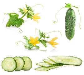 Cucumber isolated on white