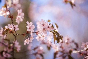 цветущая ветка вишни, сакура
