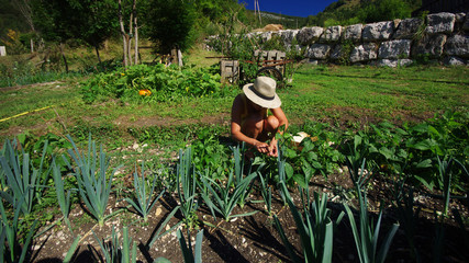 récolte de haricots au potager