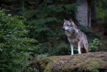 Foto auf Acrylglas Wolf steht auf dem Felsen im Nationalpark Bayerischer Wald, Deutschland © Miller_Eszter