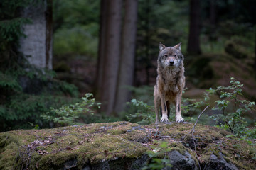Wolf is standing on the rock in Bayerischer Wald National Park, Germany