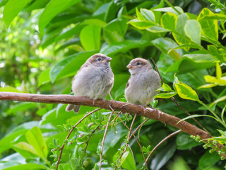 Two cute fledgling baby birds, House Sparrows, common British little brown birds, in Wales, UK. Perched on branch in front of lush greenery.