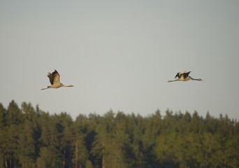 Fototapeta premium Common Cranes at sunset in Hjalstaviken close to Stockholm