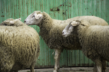 Sheep in farm