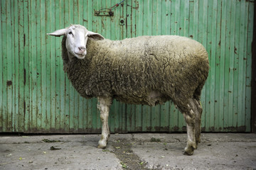 Sheep in farm