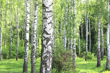 Naklejka premium Beautiful birch trees with white birch bark in birch grove with green birch leaves in early summer