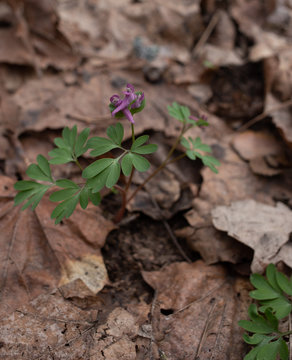 Corydalis intermedia blue violet flowers in botanical garden, Ukraine