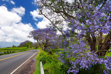 Beautiful purple jacaranda trees flowering along the roads of Maui, Hawaii, USA