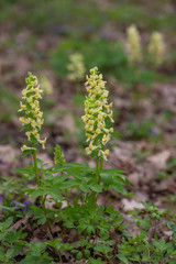 Yellow flower solid-tubered Corydalis Corydalis marschalliana in botanical garden, Ukraine
